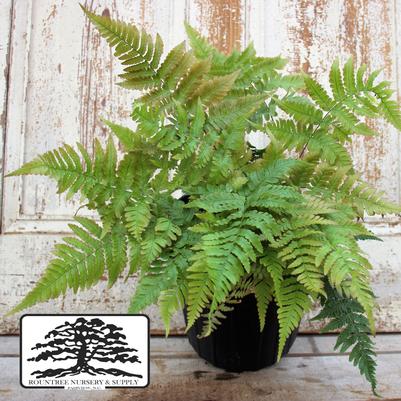 Dryopteris erythrosora Brilliance