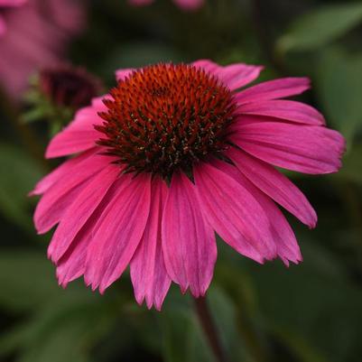 Echinacea Sombrero® Rosada