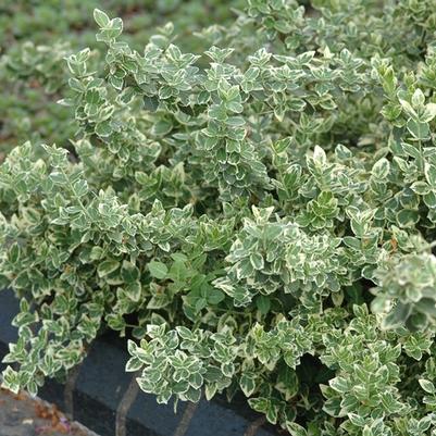 Euonymus fortunei Variegatus