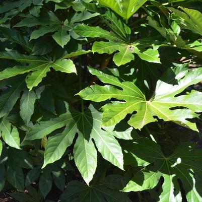 Fatsia japonica 