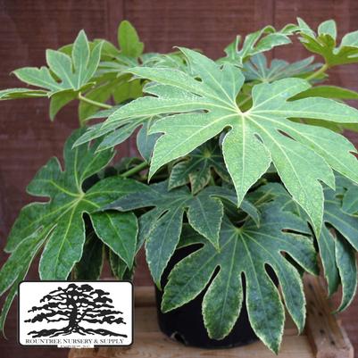 Fatsia japonica Spider's Web