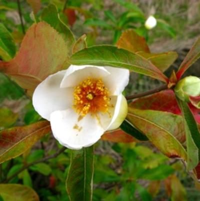 Franklinia alatamaha 