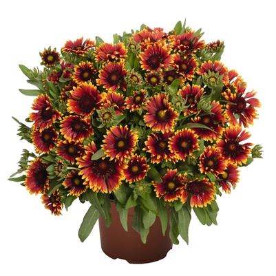 Gaillardia aristata SpinTop Orange Halo