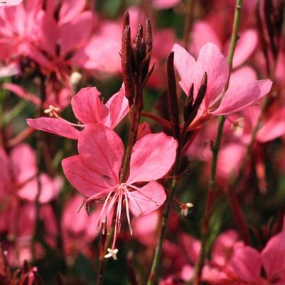 Gaura lindheimeri Belleza® Dark Pink Improved