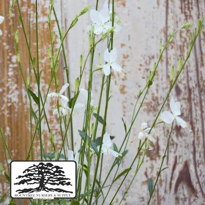 Gaura lindheimeri Belleza® White