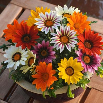 Gazania rigens New Day® Mix