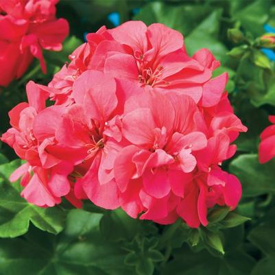 Pelargonium peltatum Freestyle® Cherry Rose