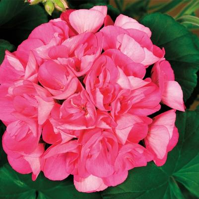 Pelargonium x hortorum Americana® Pink