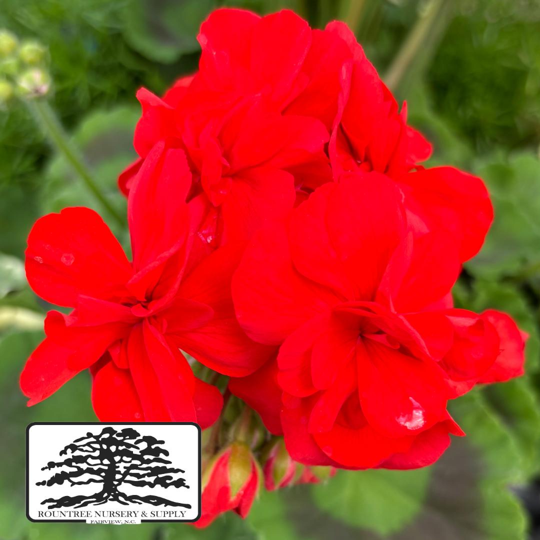 Pelargonium x hortorum Americana® Red