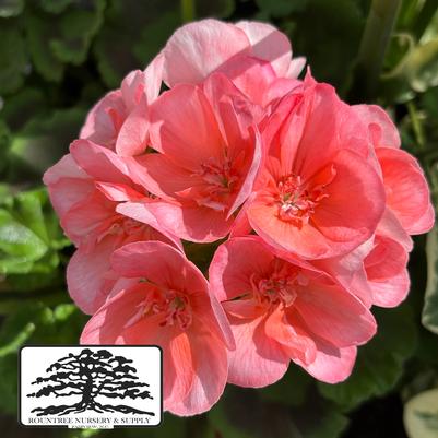 Pelargonium x hortorum Americana® Salmon