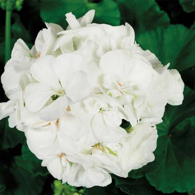 Pelargonium x hortorum Americana® White