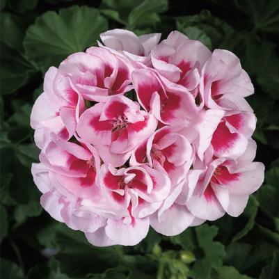 Pelargonium x hortorum Americana® White Splash
