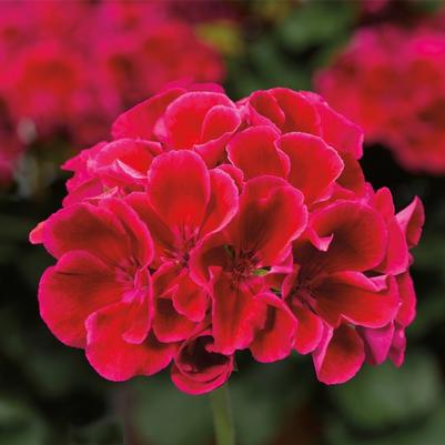 Pelargonium Calliope® Medium Crimson Flame