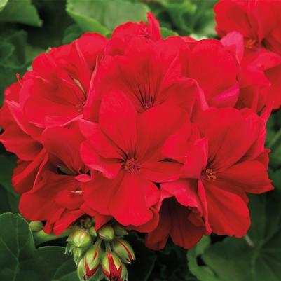 Pelargonium Calliope® Medium Dark Red 