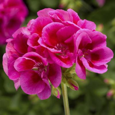 Pelargonium Calliope® Large Lavender Mega Splash