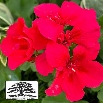 Pelargonium Calliope® Large Orange Splash