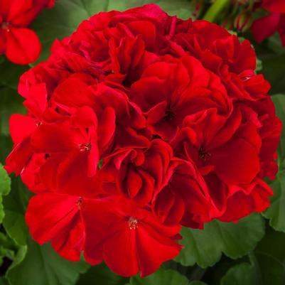 Pelargonium Calliope® Large Red 