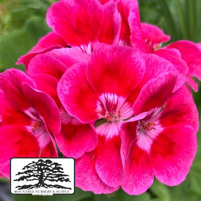 Pelargonium Calliope® Medium Rose Mega Splash