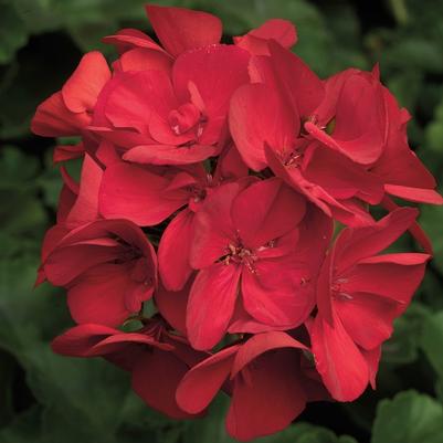 Pelargonium Calliope® Large Scarlet Fire 