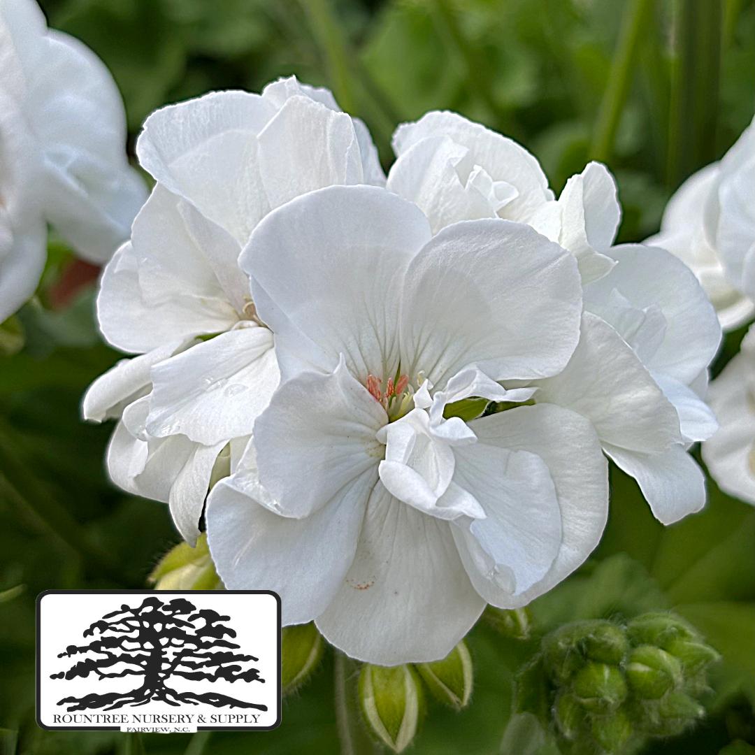 Pelargonium Calliope® Medium White