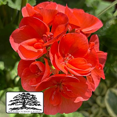 Pelargonium x hortorum Americana® Dark Salmon