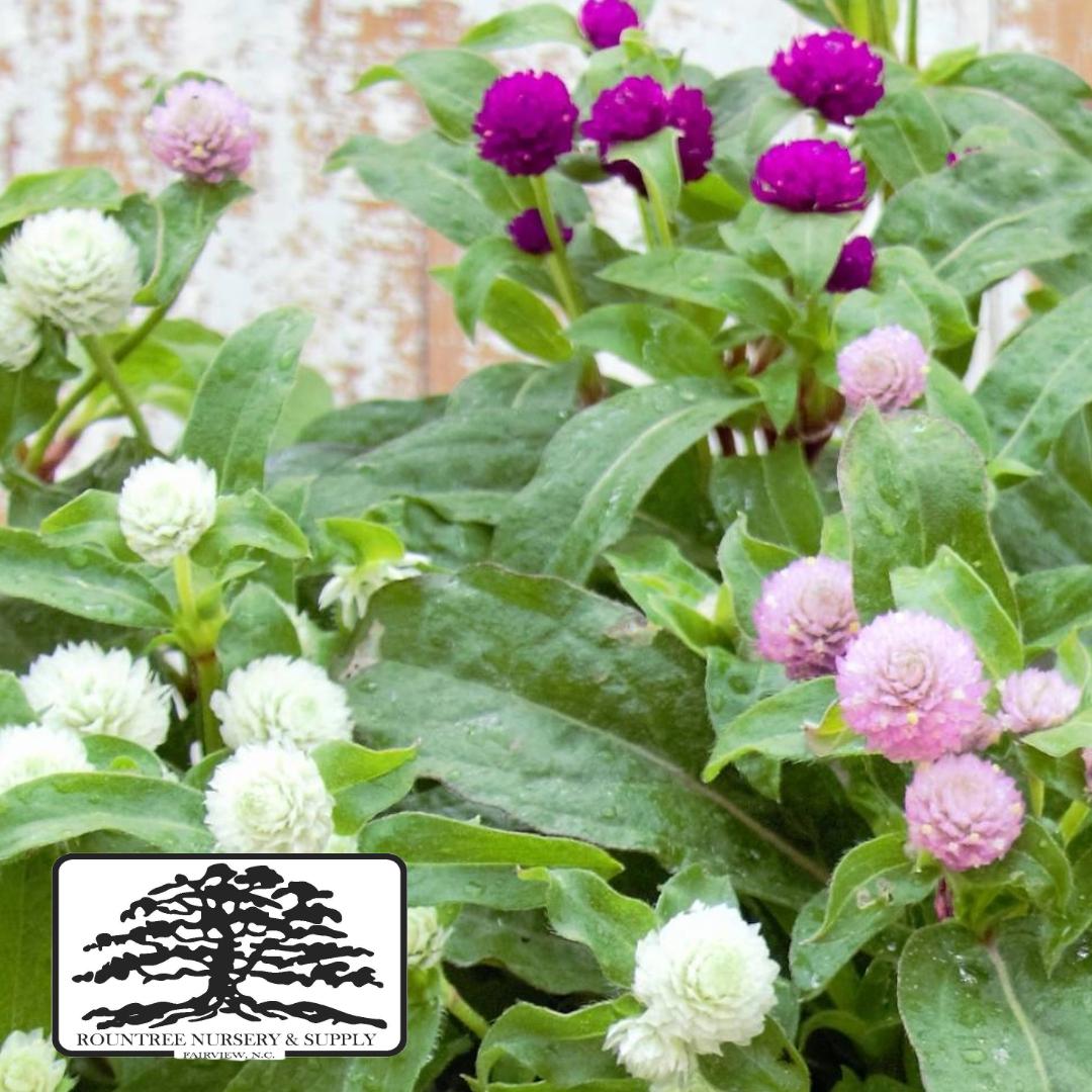 Gomphrena Globosa 'Gnome' Mix 