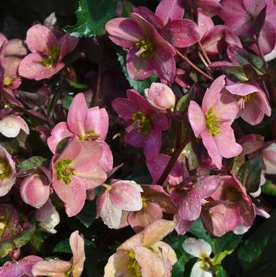 Helleborus x ericsmithii Gold Collection® Pink Frost