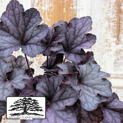 Heuchera Grande™ Black