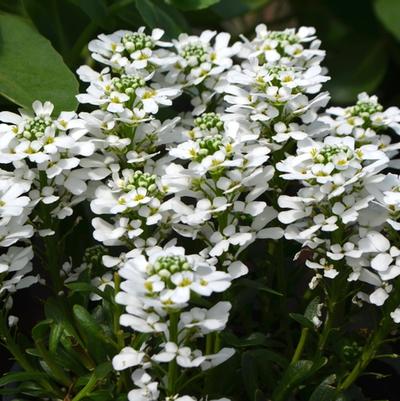 Iberis sempervirens Snowsurfer™ Forte 