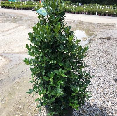 Ilex Oak Leaf™