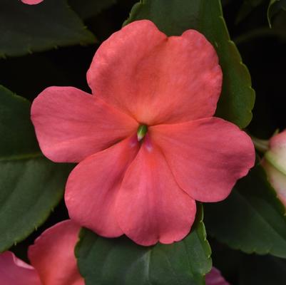 Impatiens walleriana Beacon™ Coral Improved