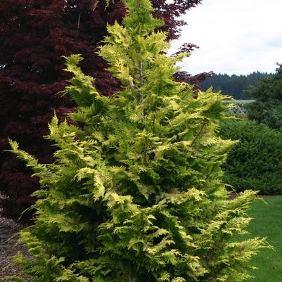 Chamaecyparis obtusa Goldilocks