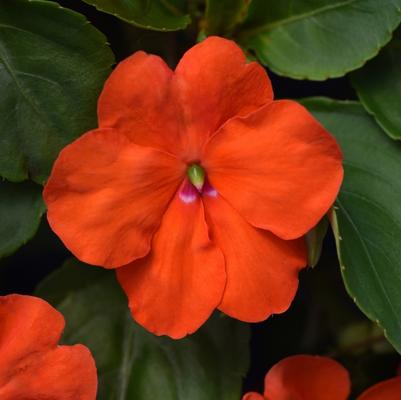 Impatiens walleriana Beacon™ Orange