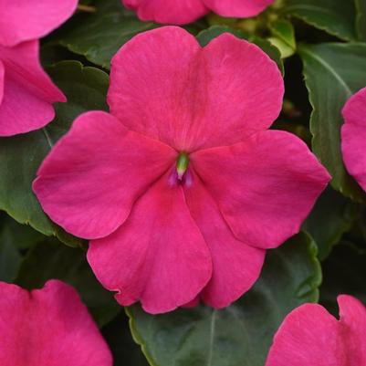 Impatiens walleriana Beacon™ Rose