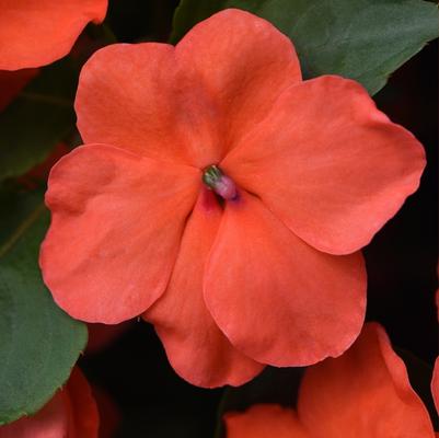 Impatiens walleriana Beacon™ Salmon
