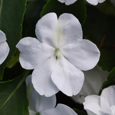 Impatiens walleriana Beacon™ White