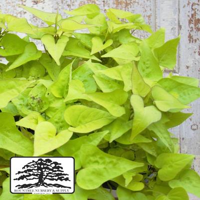 Ipomoea batatas Bright Ideas Lime