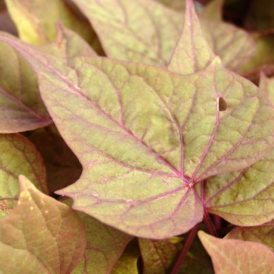 Ipomoea batatas Bright Ideas Rusty Red