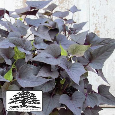 Ipomoea batatas Bright Ideas Black