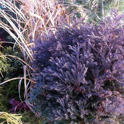 Chamaecyparis thyoides Heatherbun