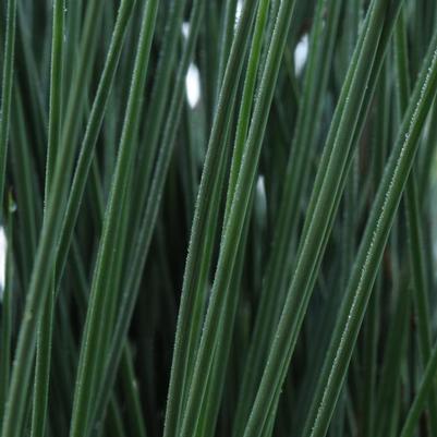 Juncus inflexus ColorGrass® Blue Arrows