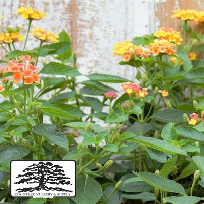 Lantana camara Landmark™ Citrus