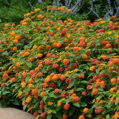 Lantana camara Lucky™ Flame