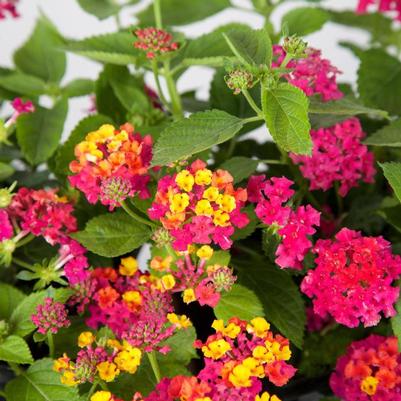 Lantana camara Little Lucky™ Hot Pink