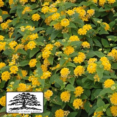 Lantana camara Lucky™ Pot of Gold