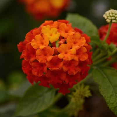 Lantana camara Lucky™ Red