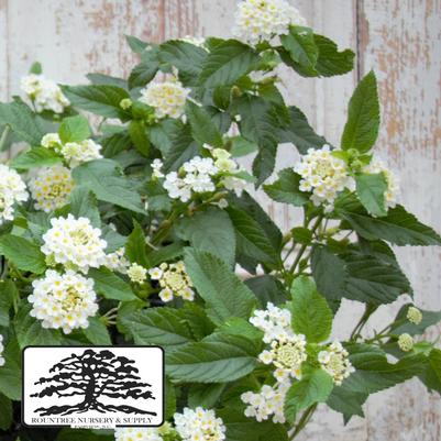 Lantana camara Lucky™ White