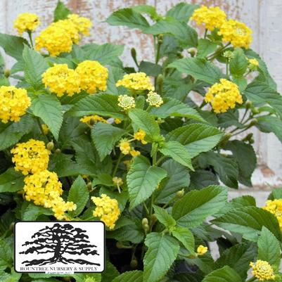 Lantana camara Lucky™ Yellow