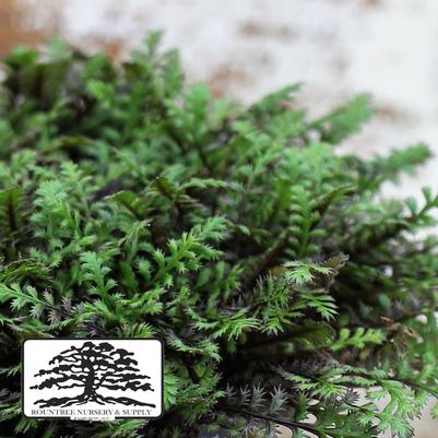 Leptinella squalida 