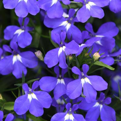 Lobelia Early Springs™ Blue